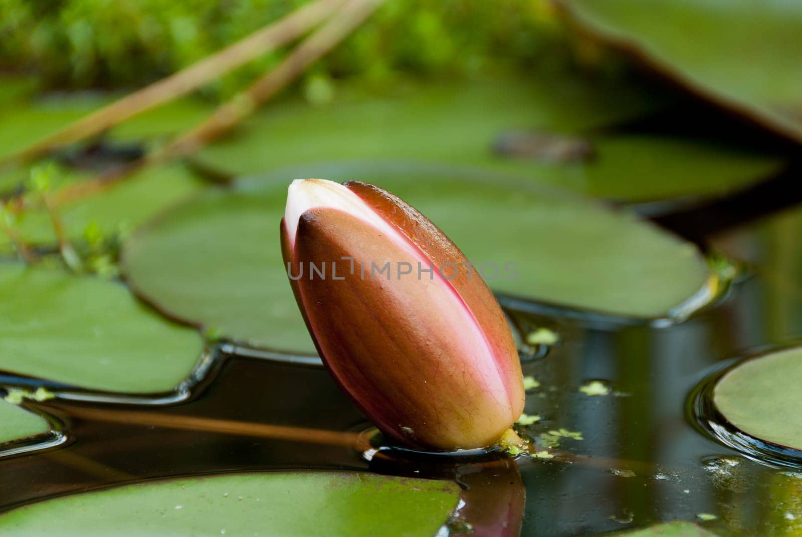 flower and lily pads in Cornwall