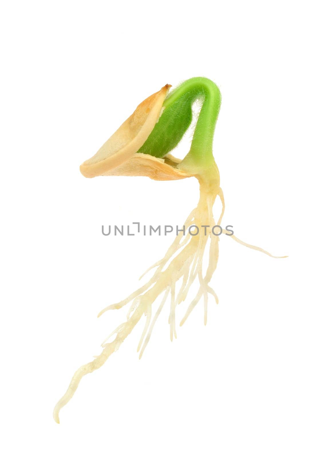 Pumpkin plant growing from seed, isolated on white