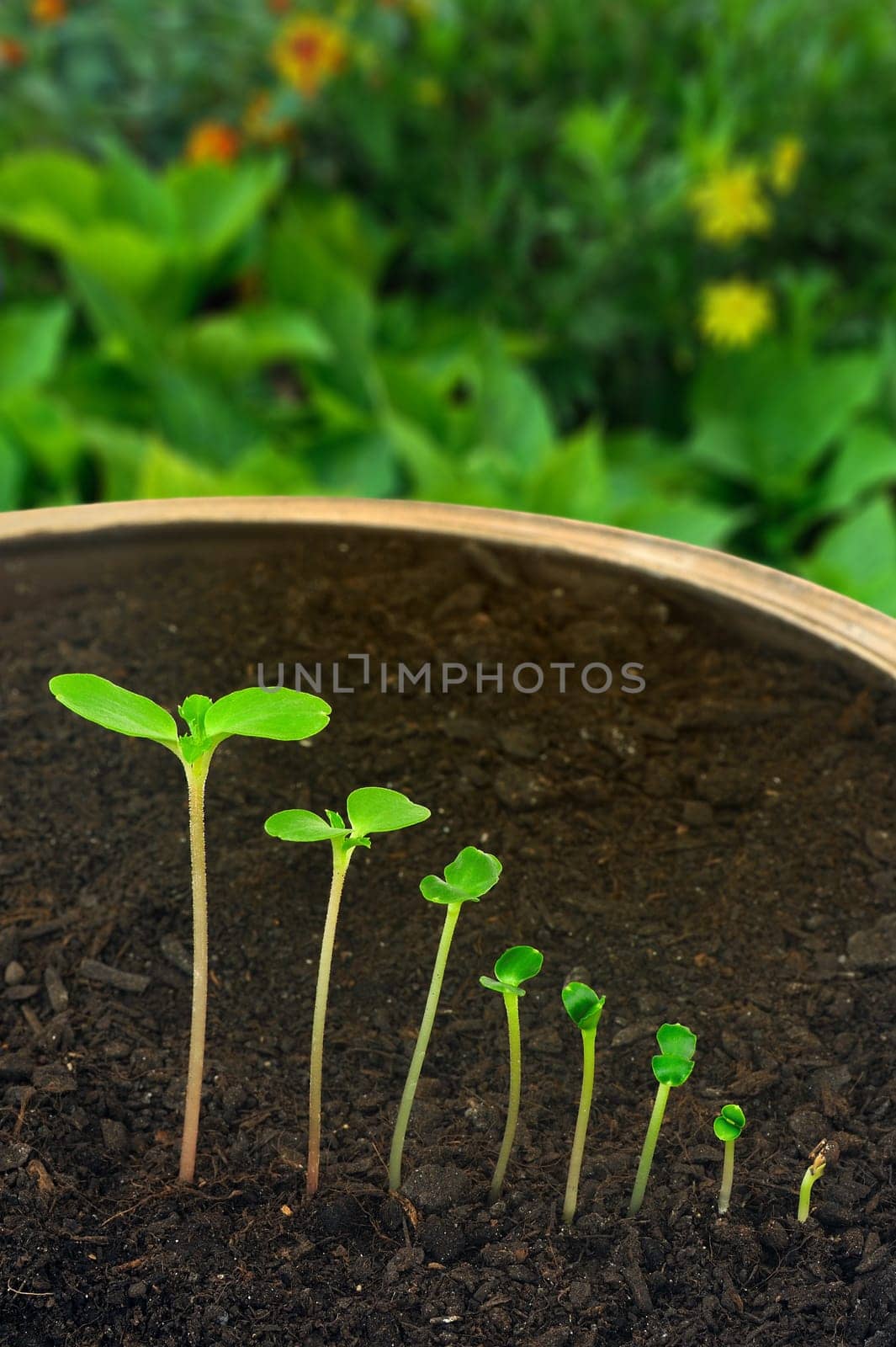 Sequence of Impatiens balsamina flower growing, evolution concept