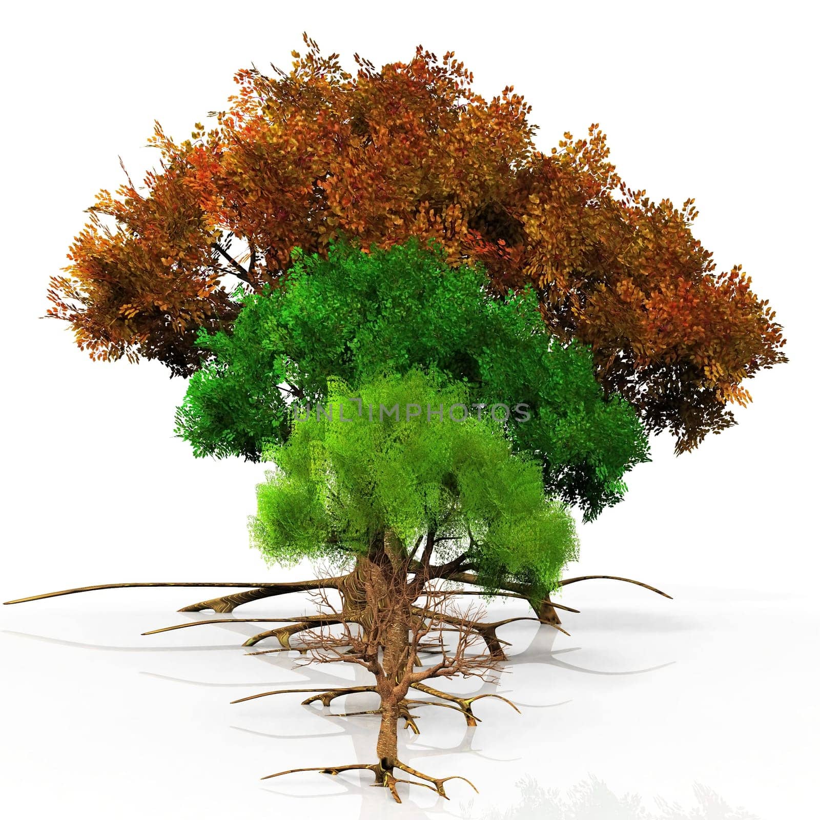 four trees with the seasons