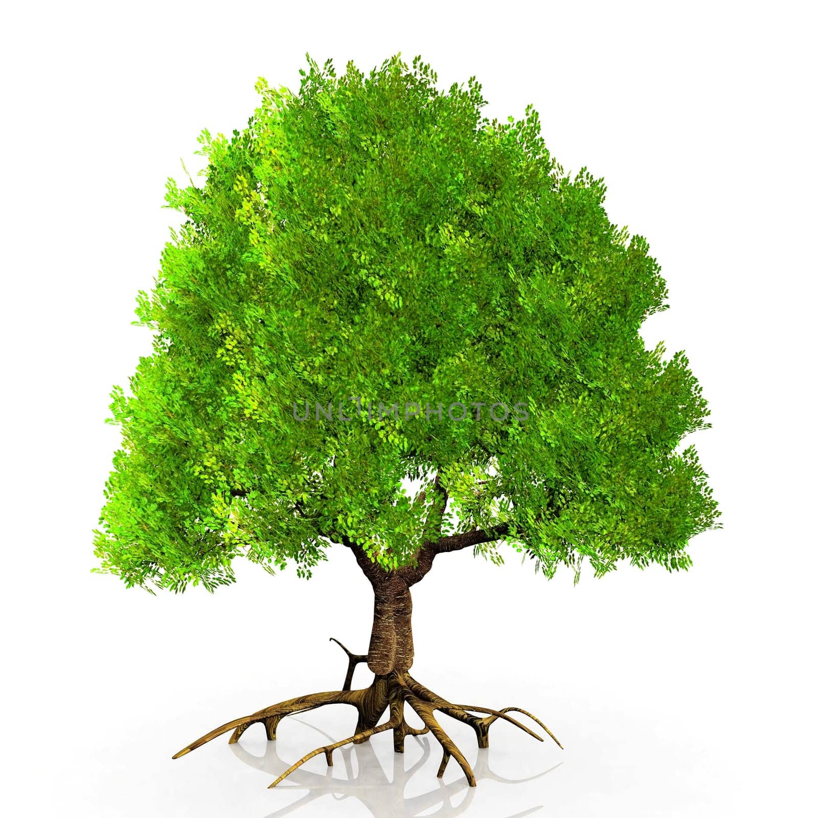 a very big green tree