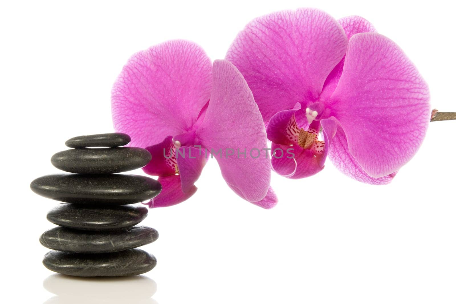 pink orchid and stones over a white background