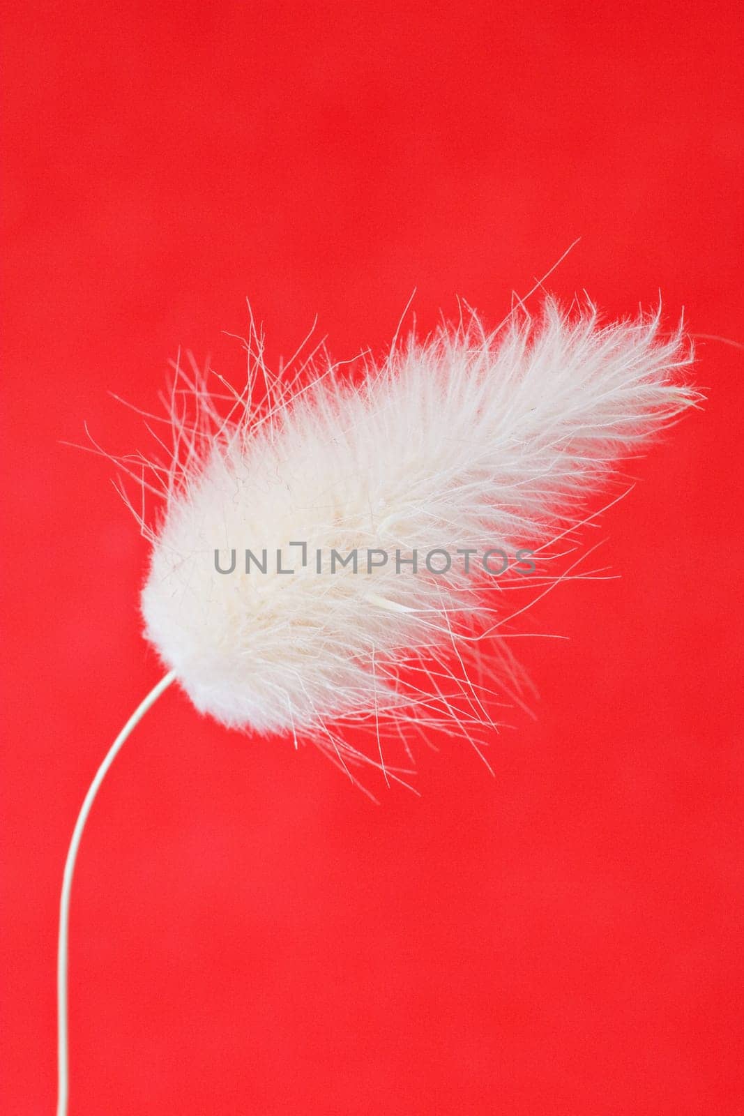close up of white fluffy plant ,isolated on red background