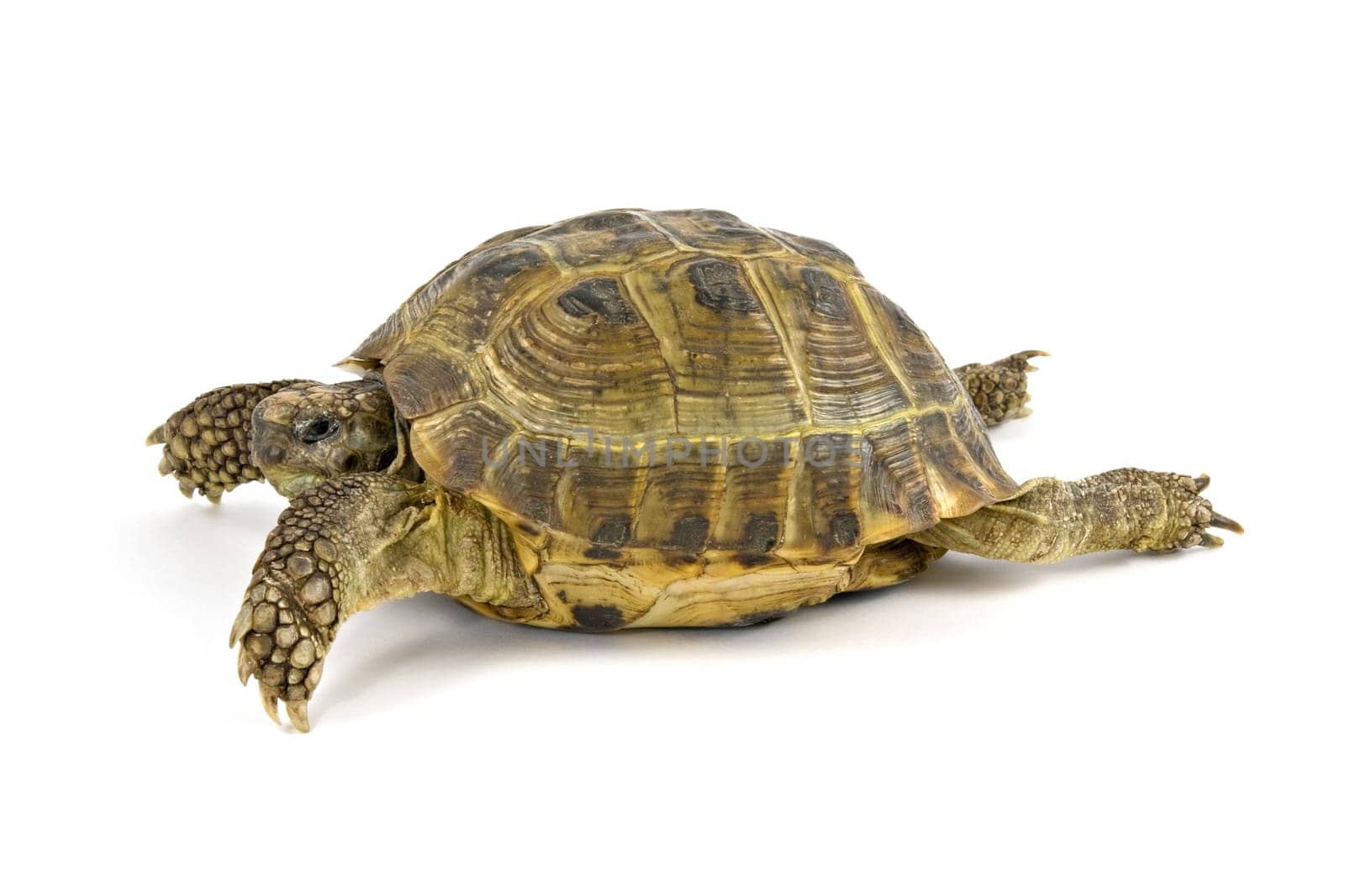 green turtle walking over a white background