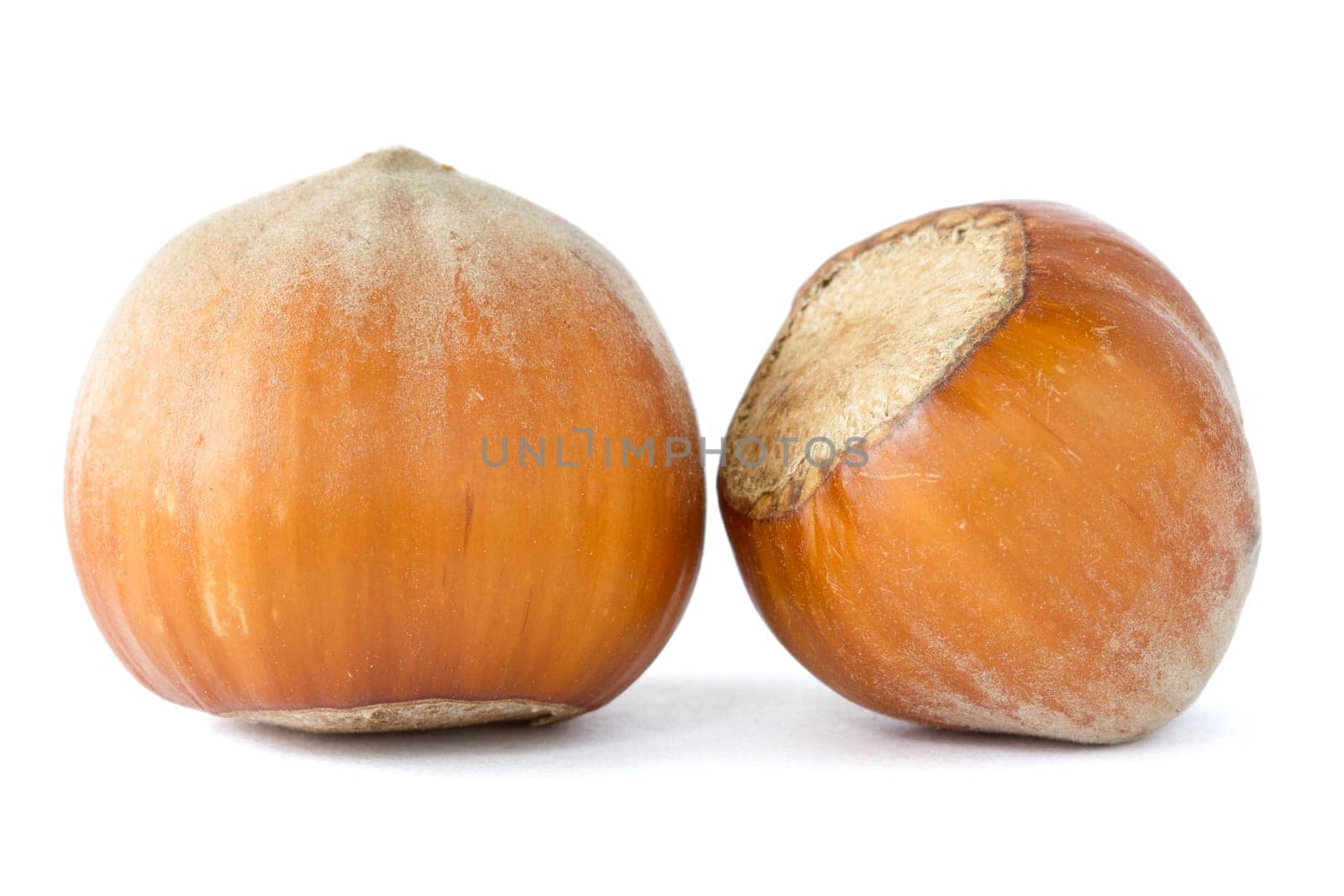 two dried  hazelnuts over a white background