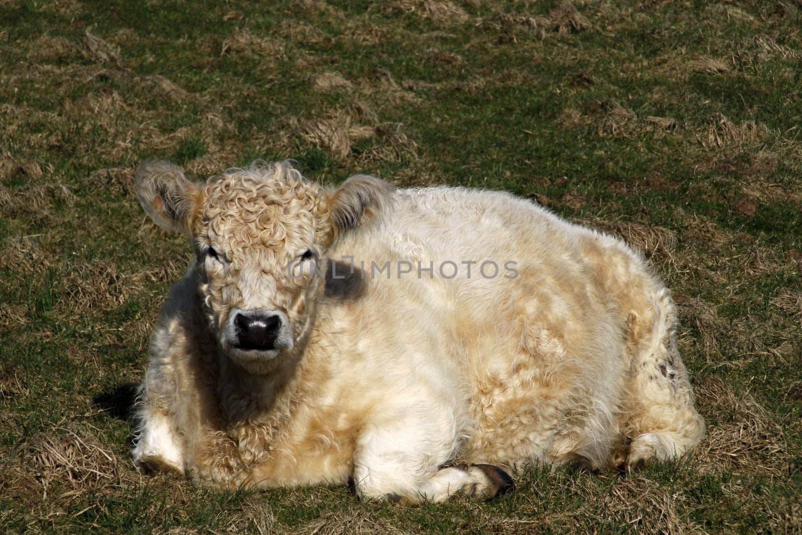 Galloway beef