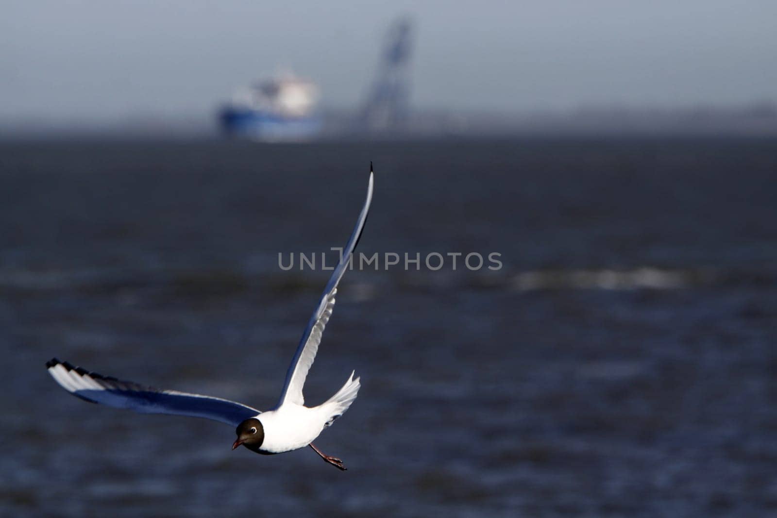Black-headed gull in magnificent plumage