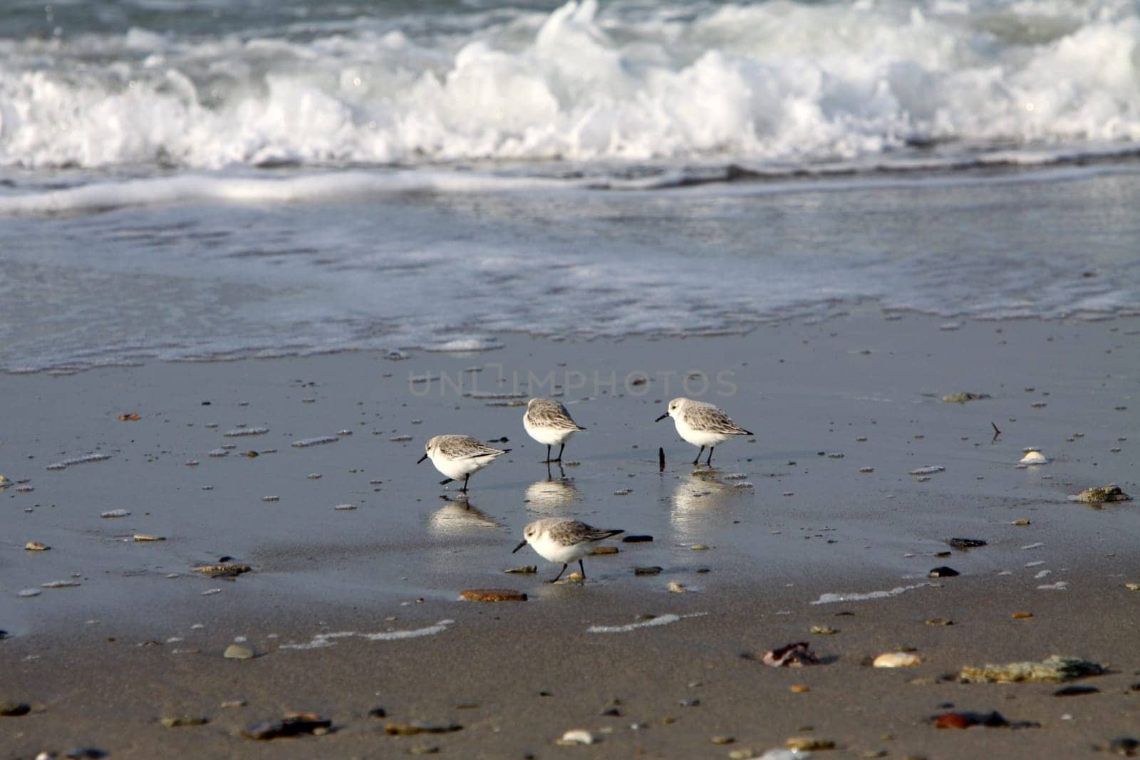 Knots on the North Sea coast