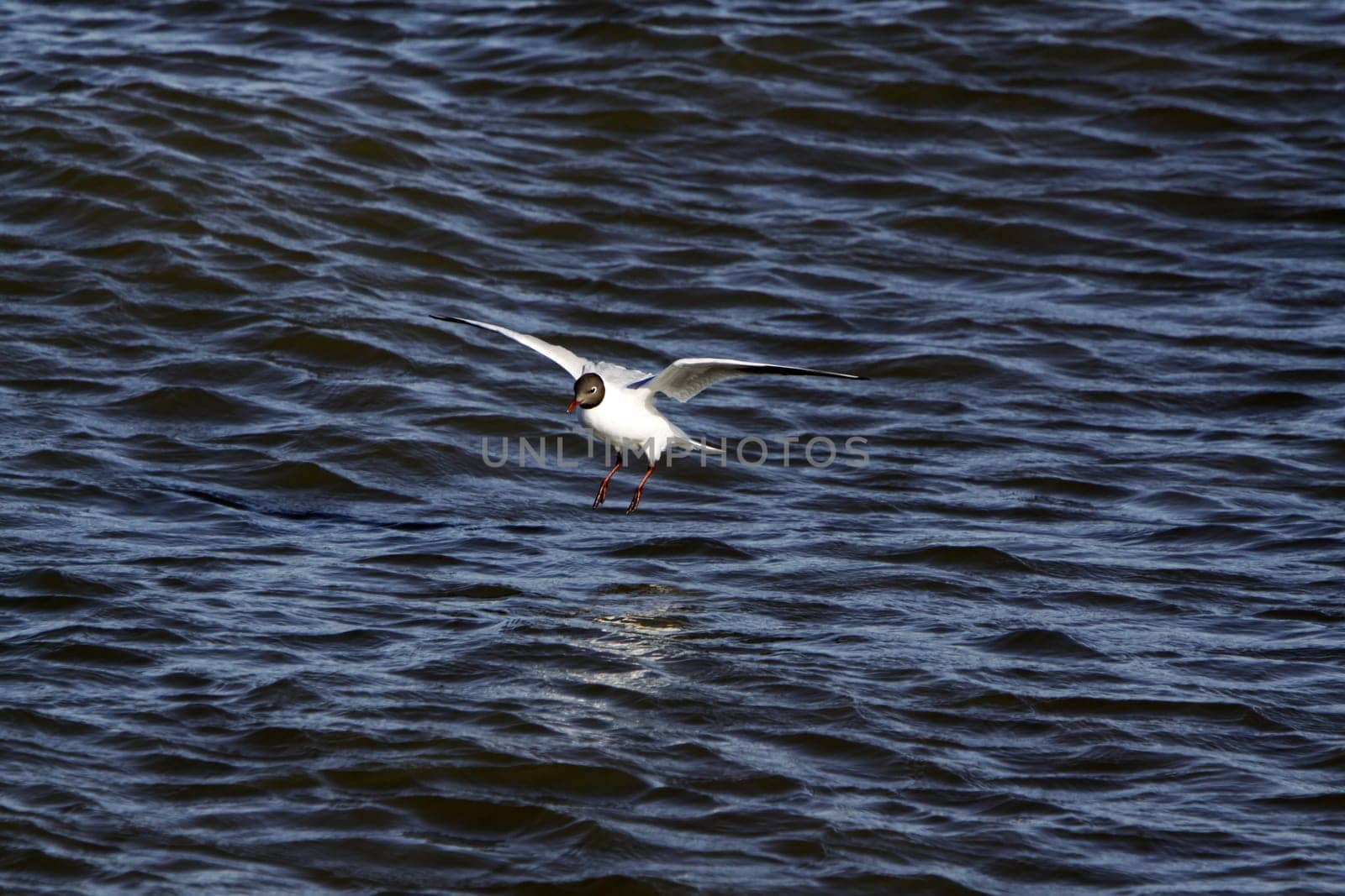 Black-headed gull in magnificent plumage