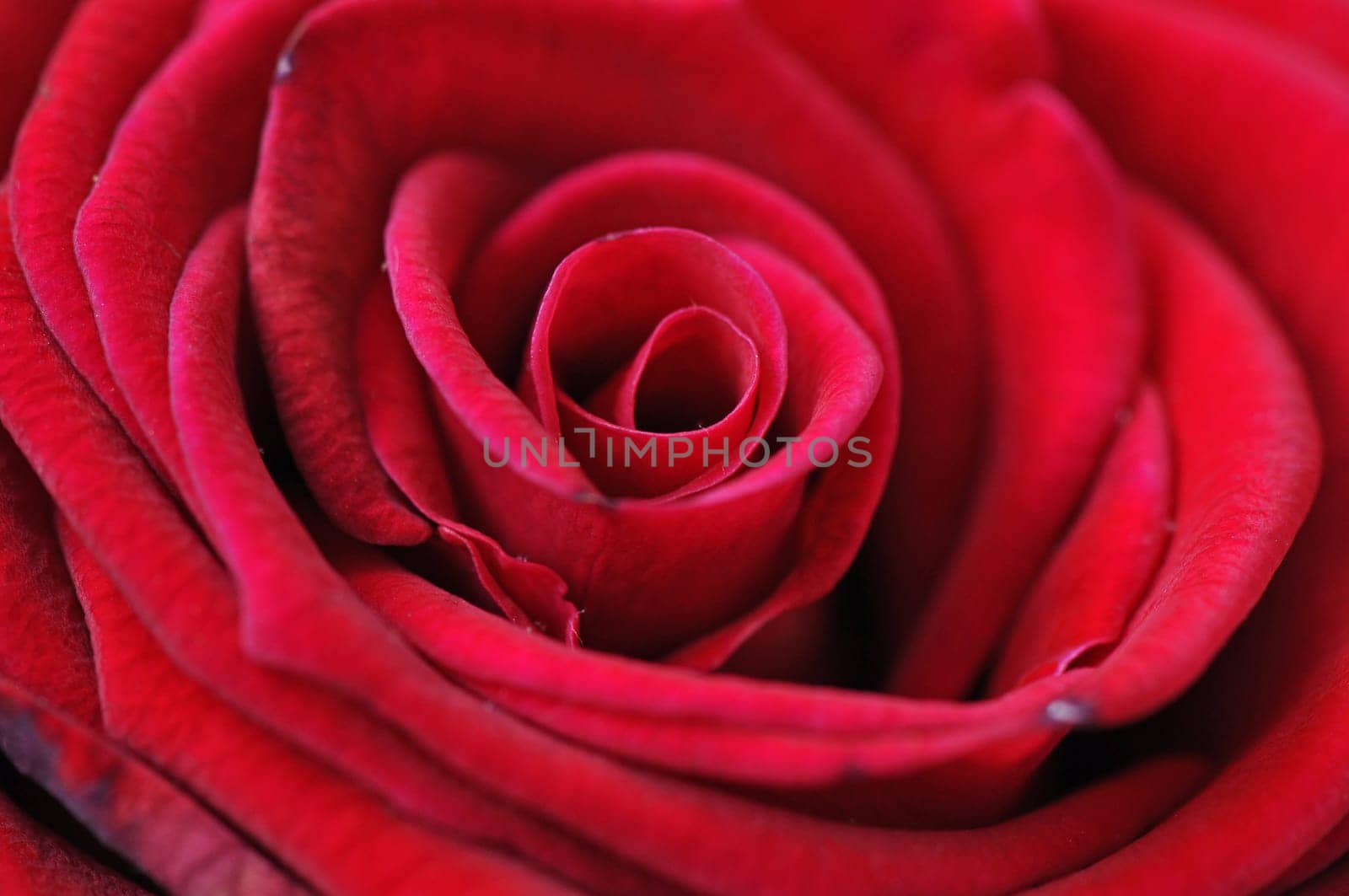 rose without hip without rosehip