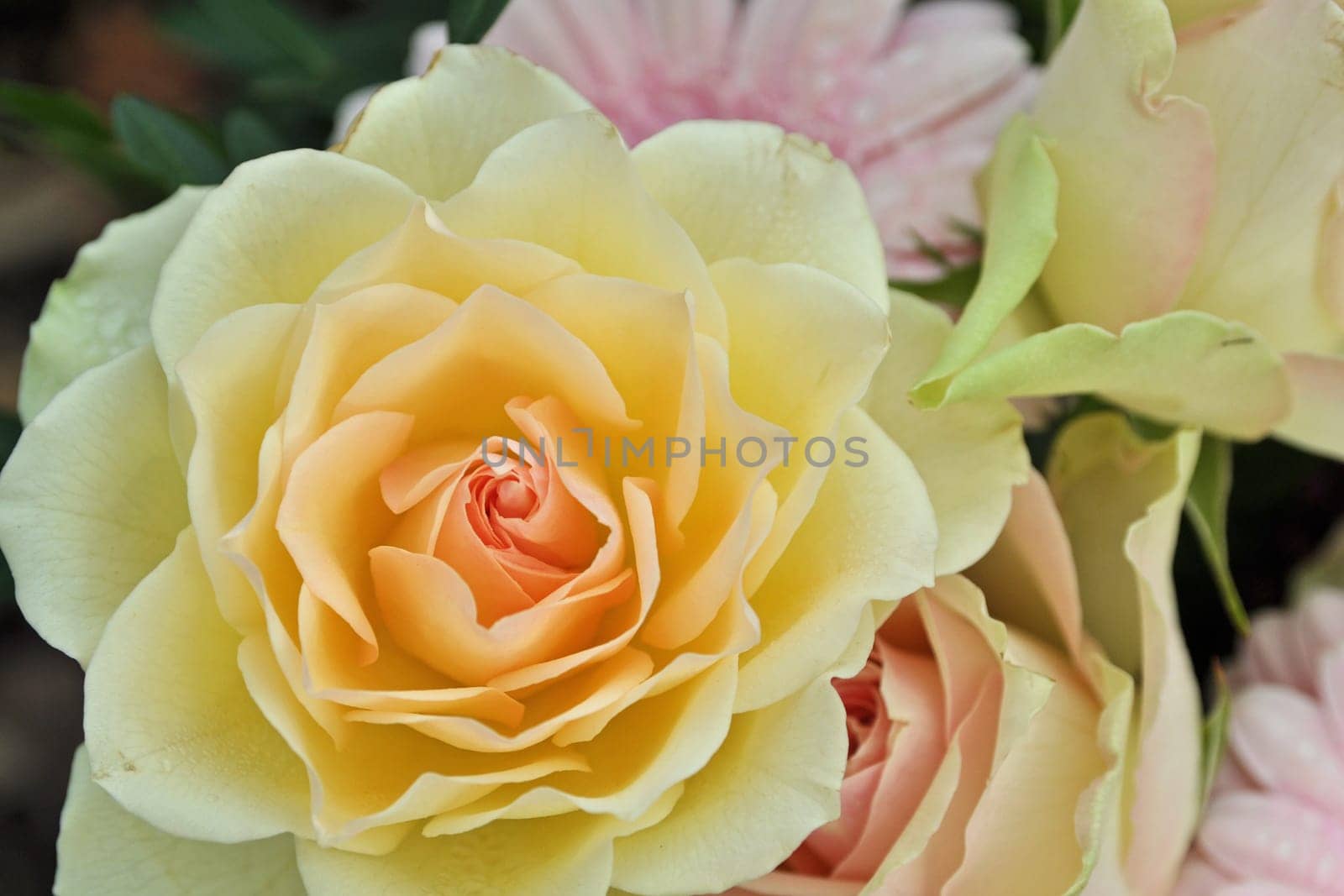 rose without hip without rosehip