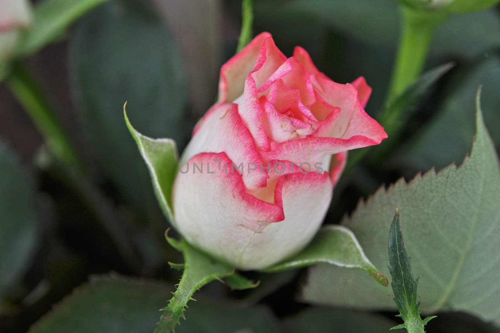 rose without hip without rosehip
