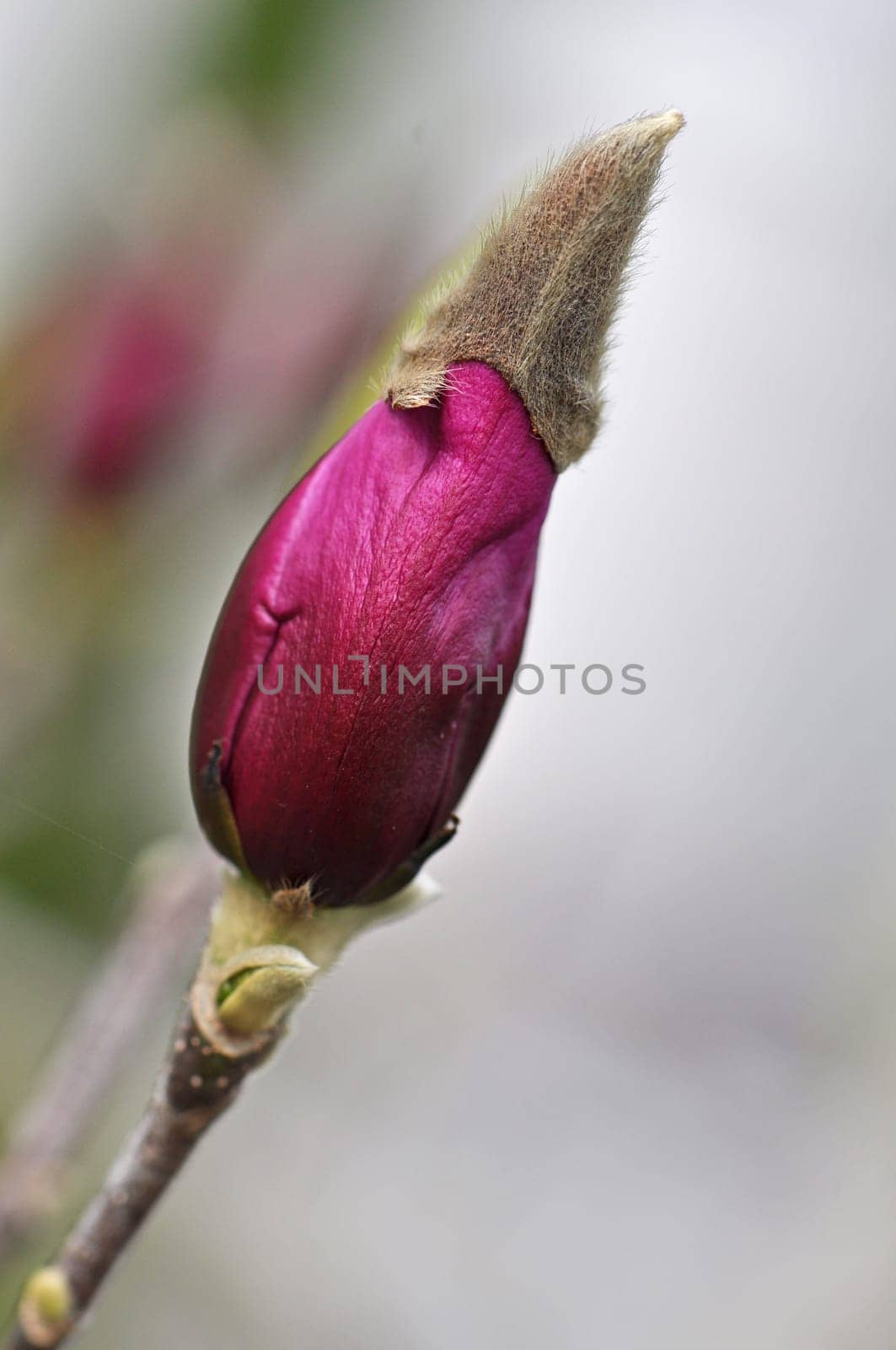 Magnolia