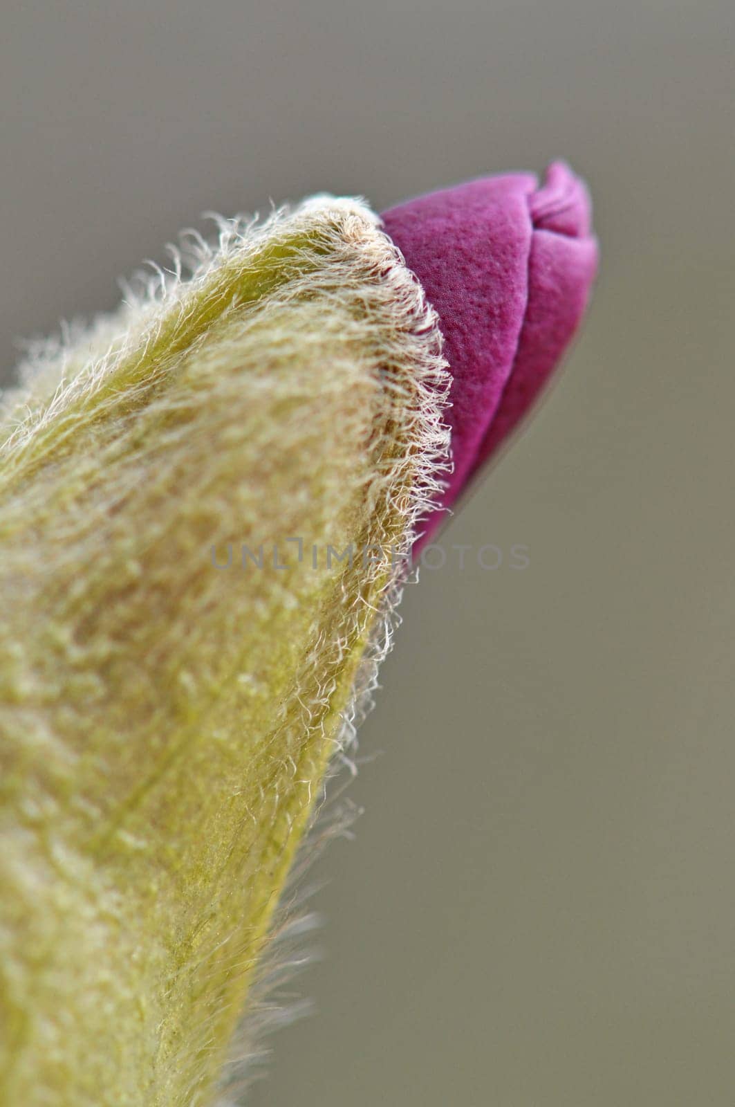 Magnolia