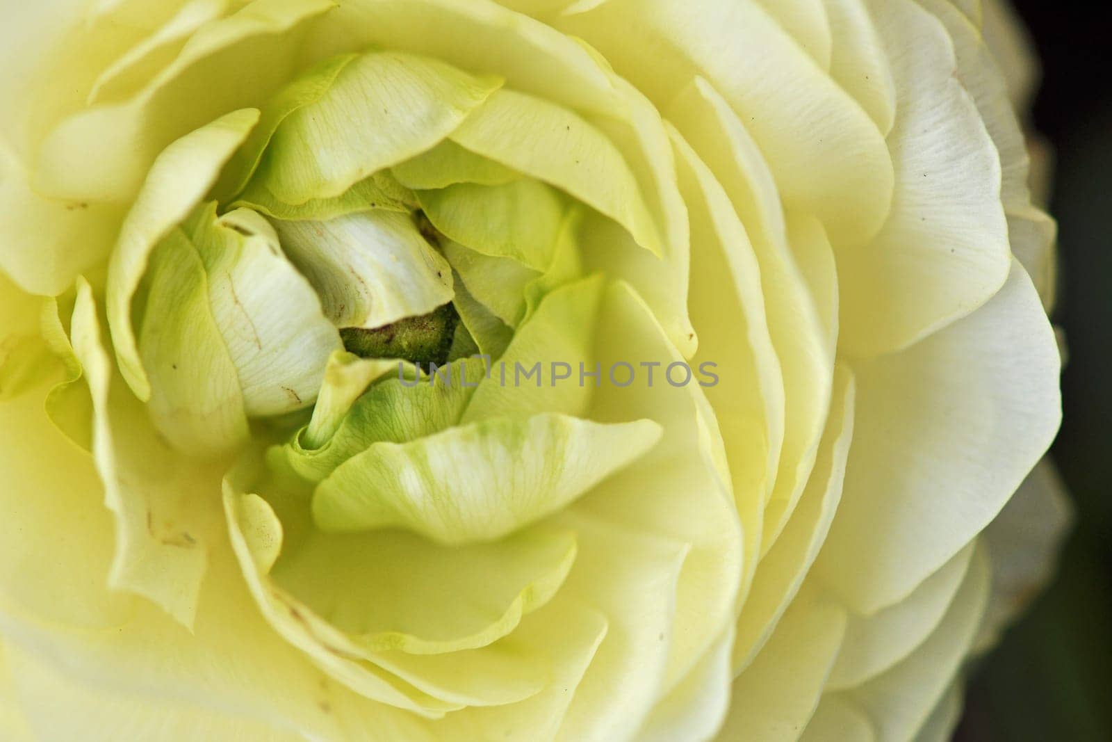 Ranunculus