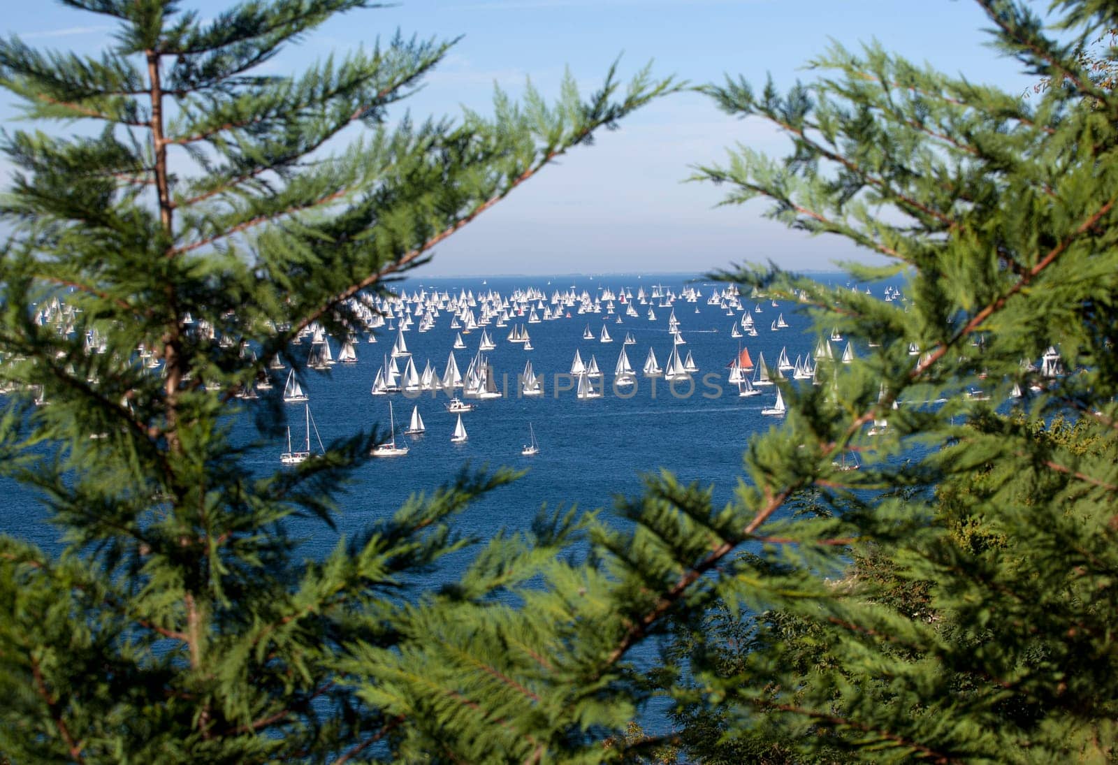 Barcolana 2010, The Trieste regatta  - Italy