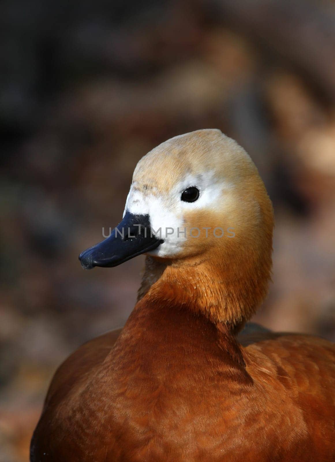 Duck Portrait