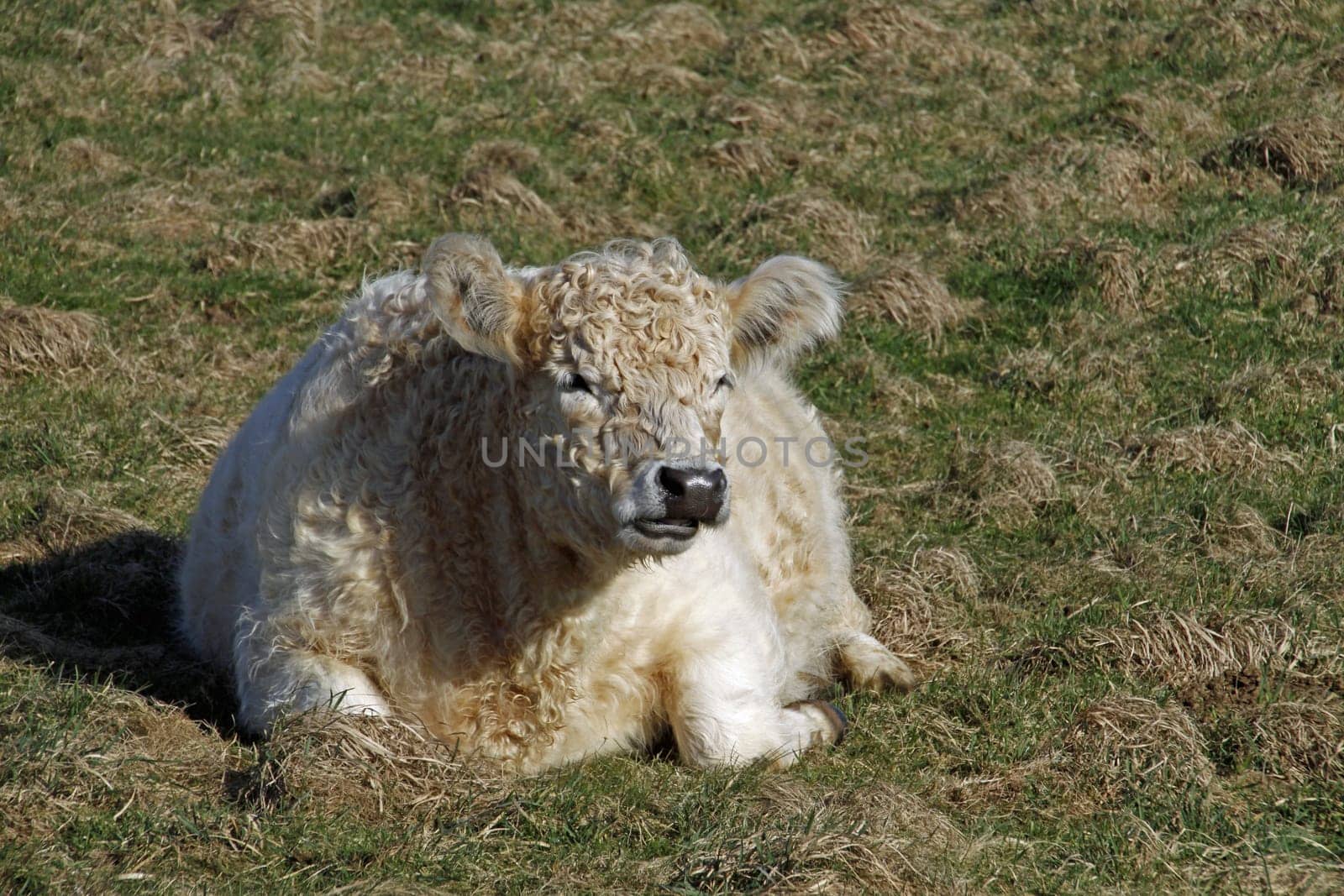 Galloway beef