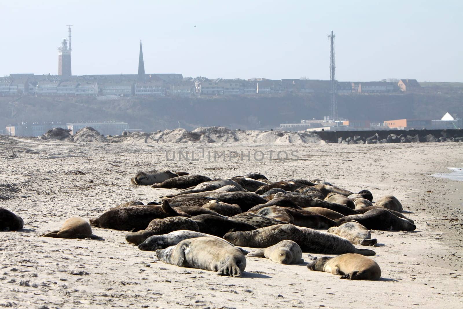 Grey seals