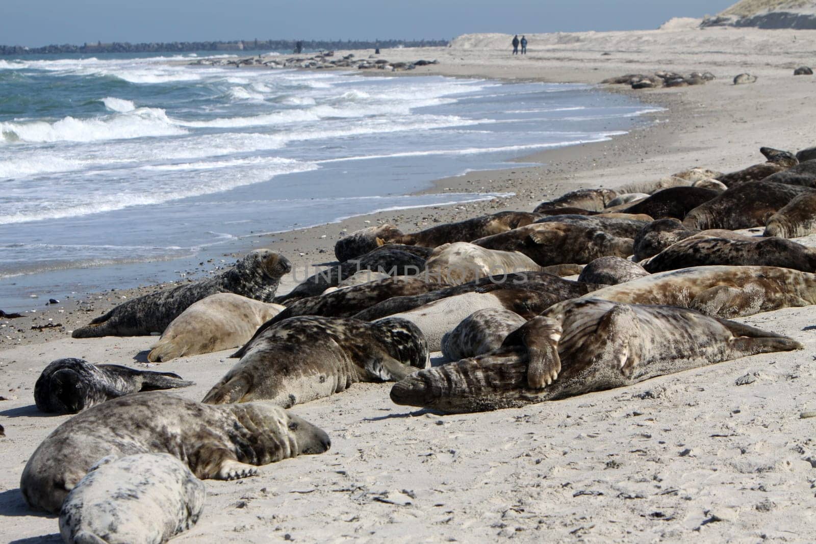 Grey seals