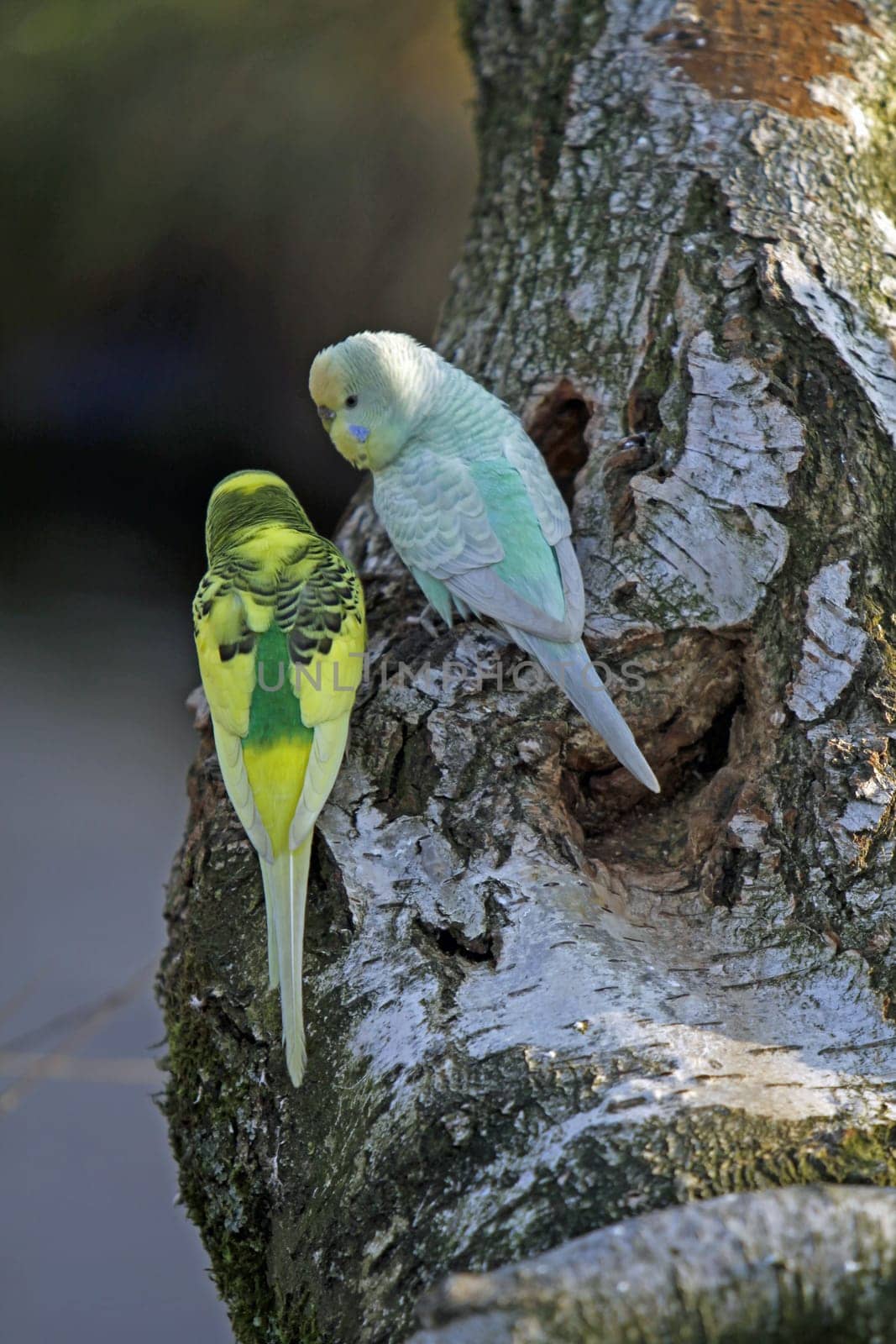 Budgies in a free-flight aviary
