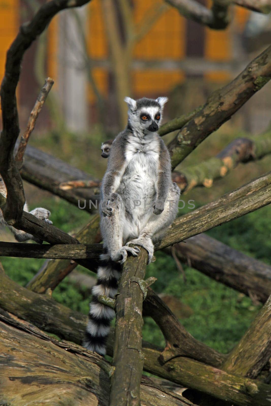 Ring-tailed lemur with cub