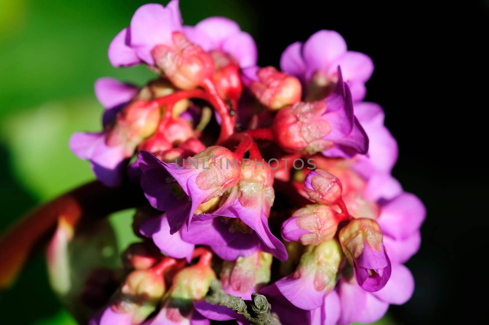 Spring greeting