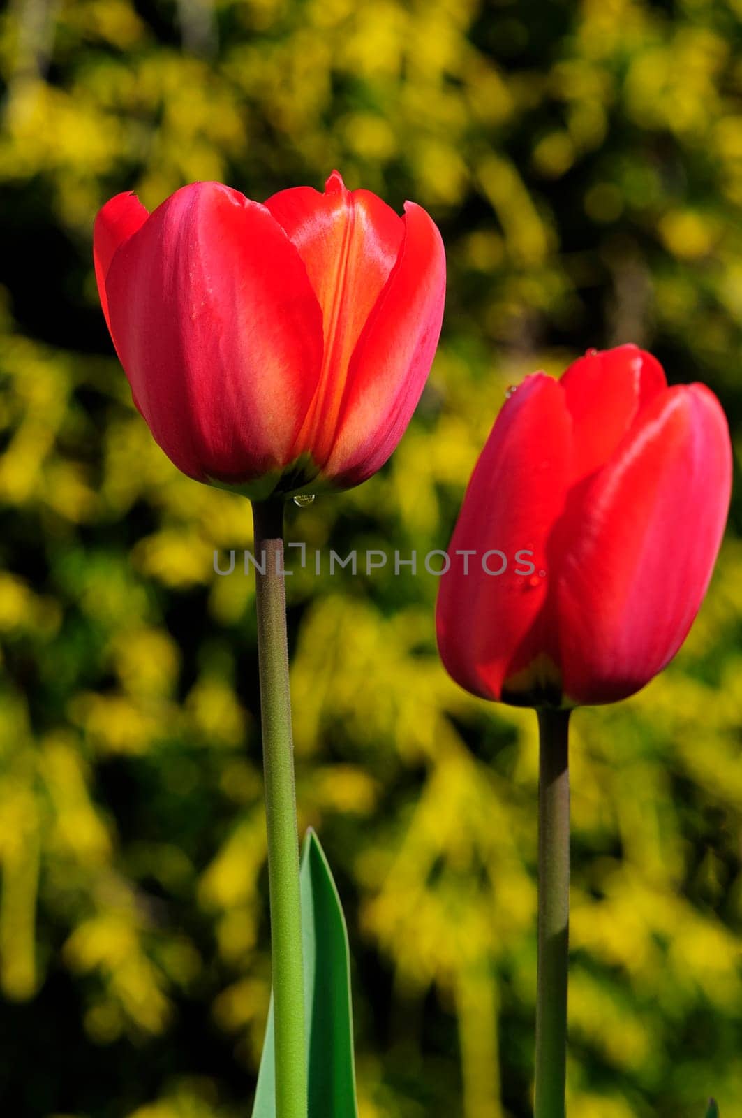 tulips