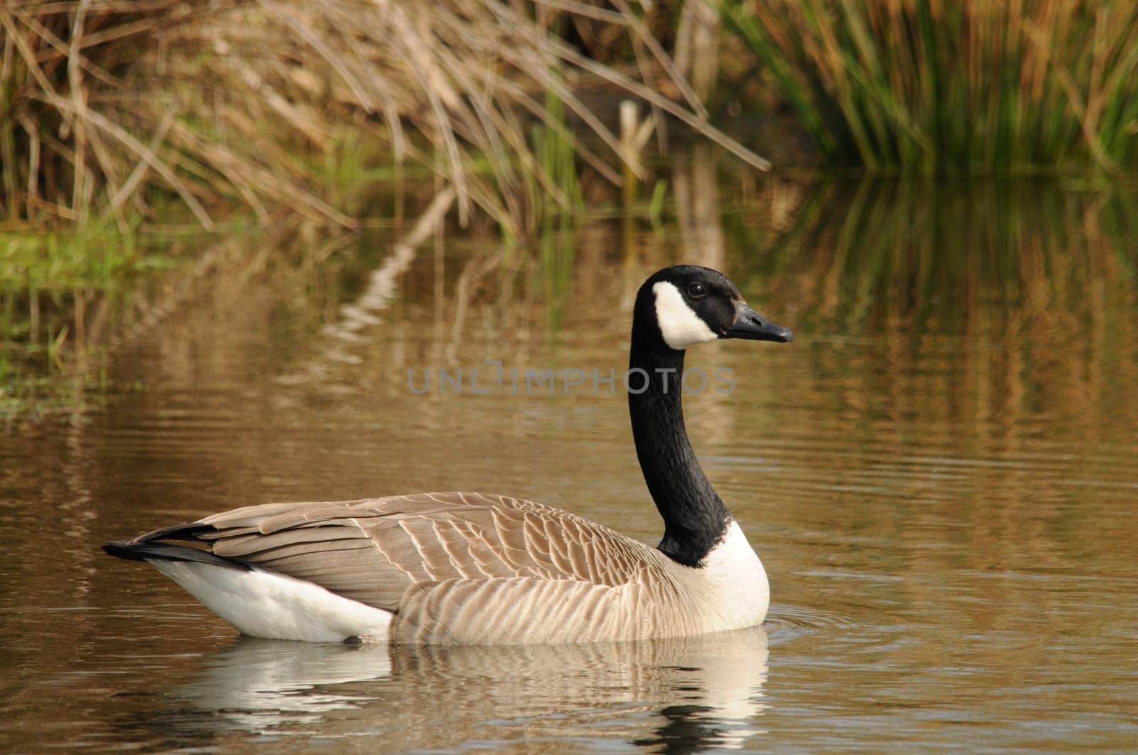Canada goose in spring