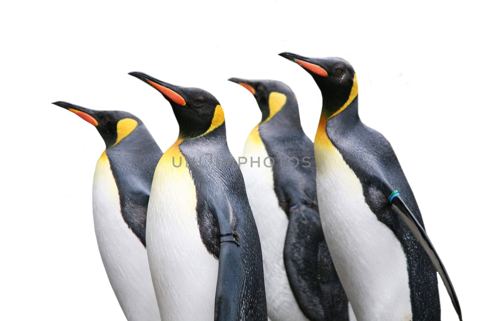 King penguins in the zoo