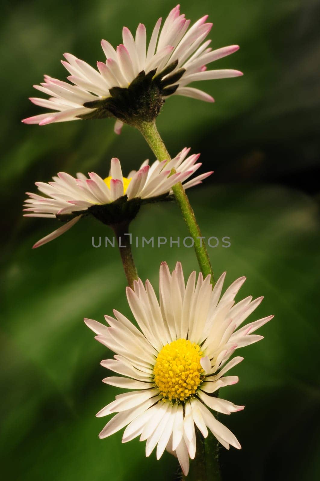 daisy