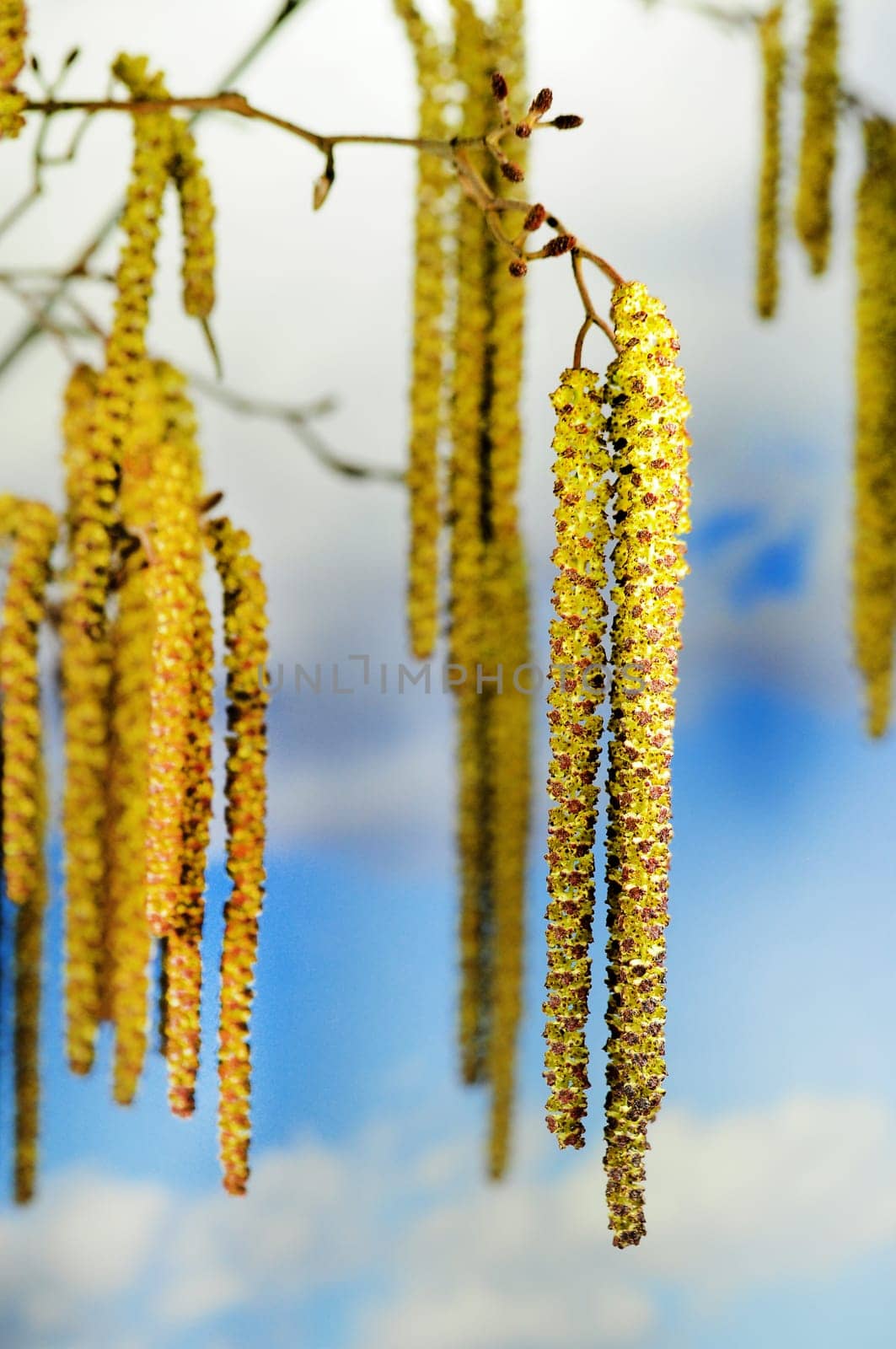 Birch pollen