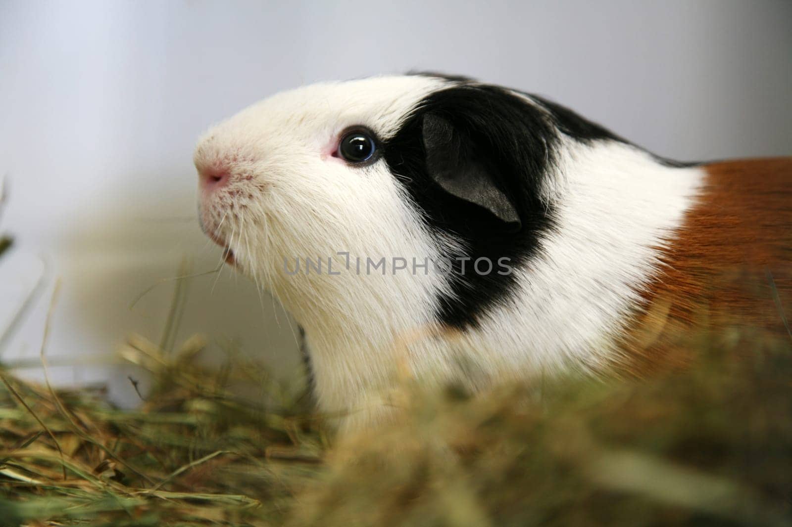 Guinea pig