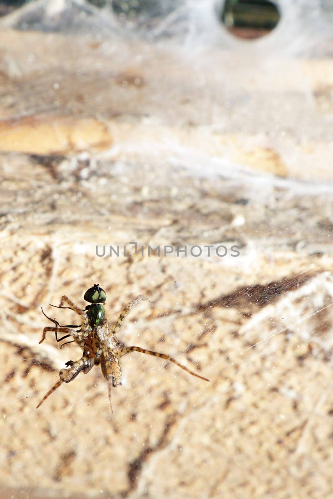 net and spider with fly in old wooden shed
