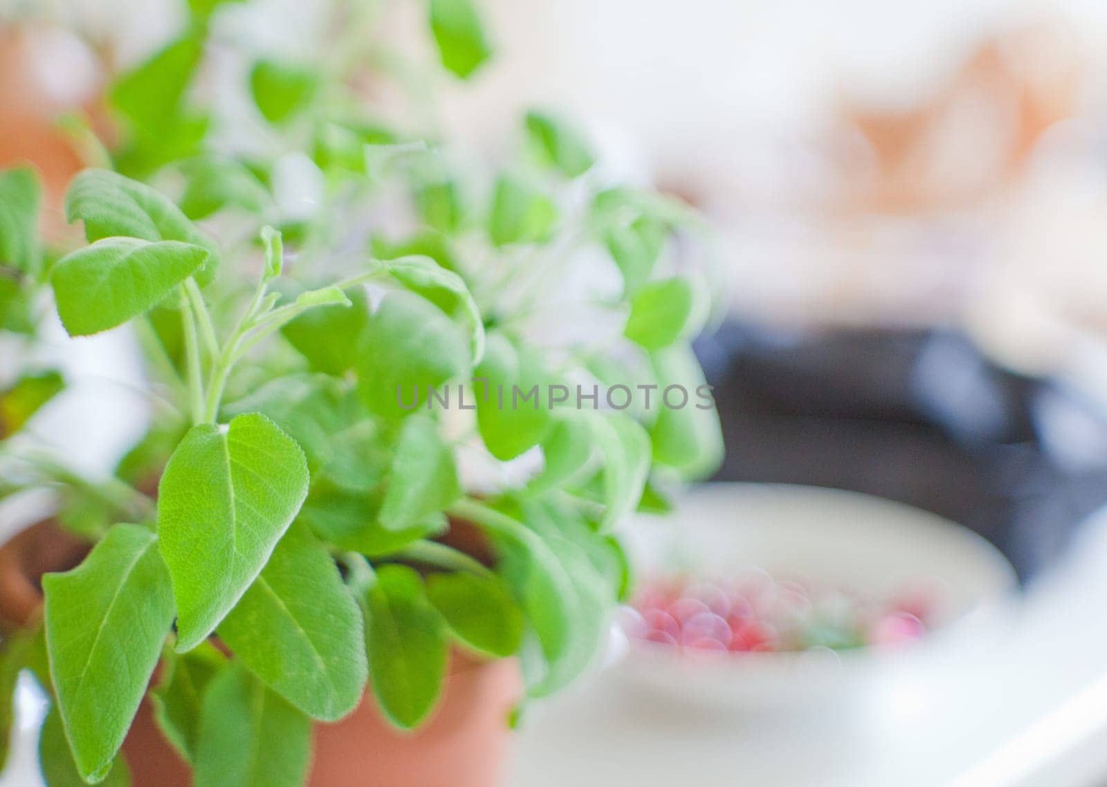 Sage plant on a pot