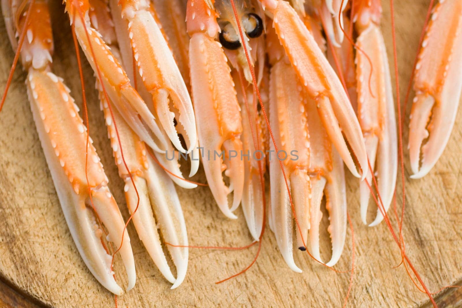 Close up of the Pliers Nephrops