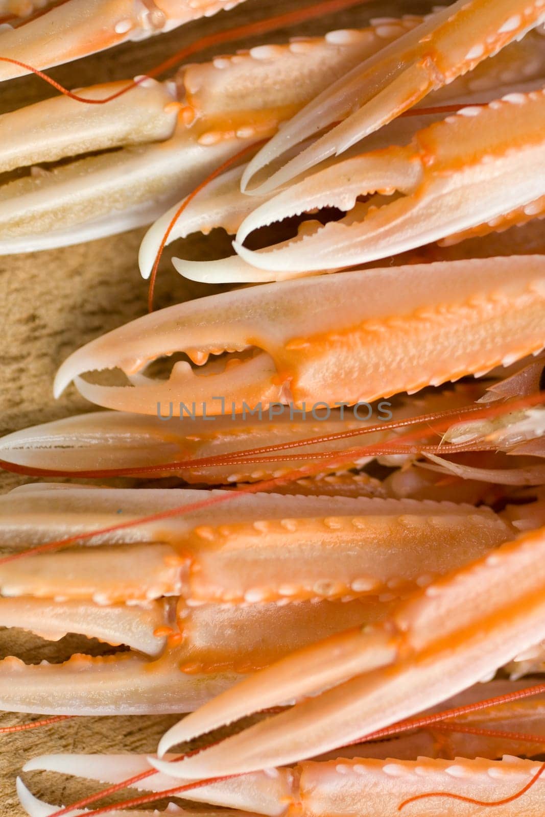 Close up of the Pliers Nephrops