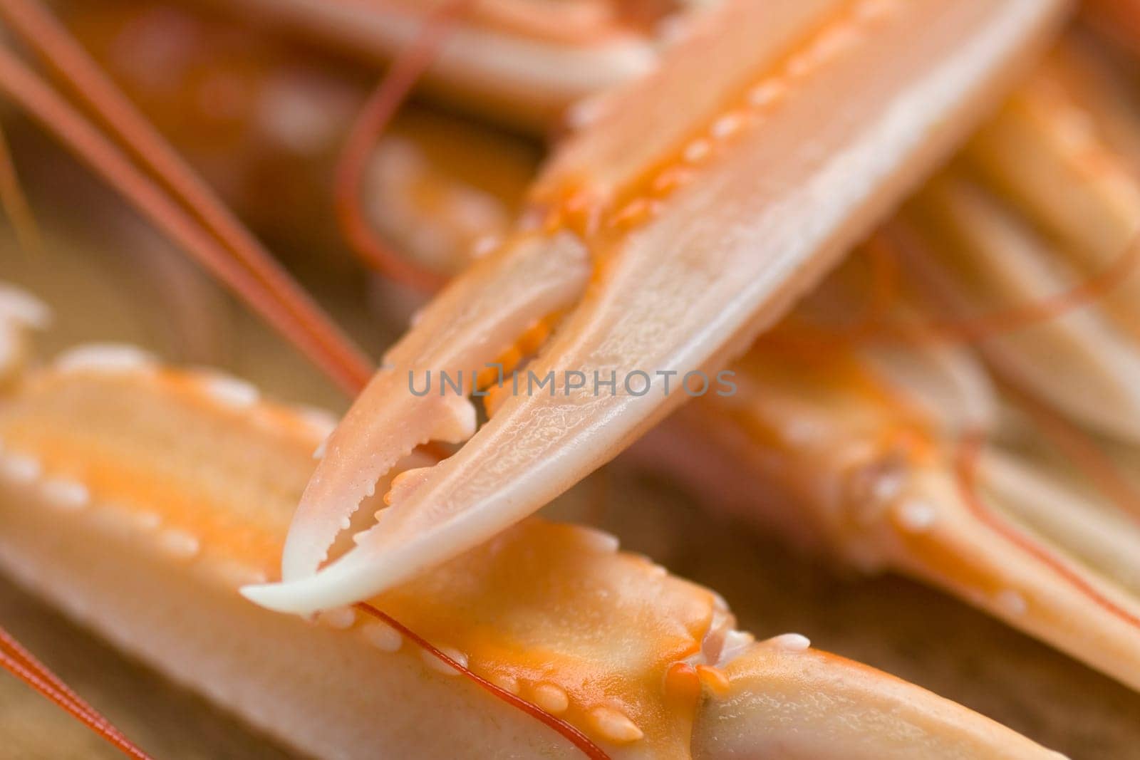 Close up of the Pliers Nephrops