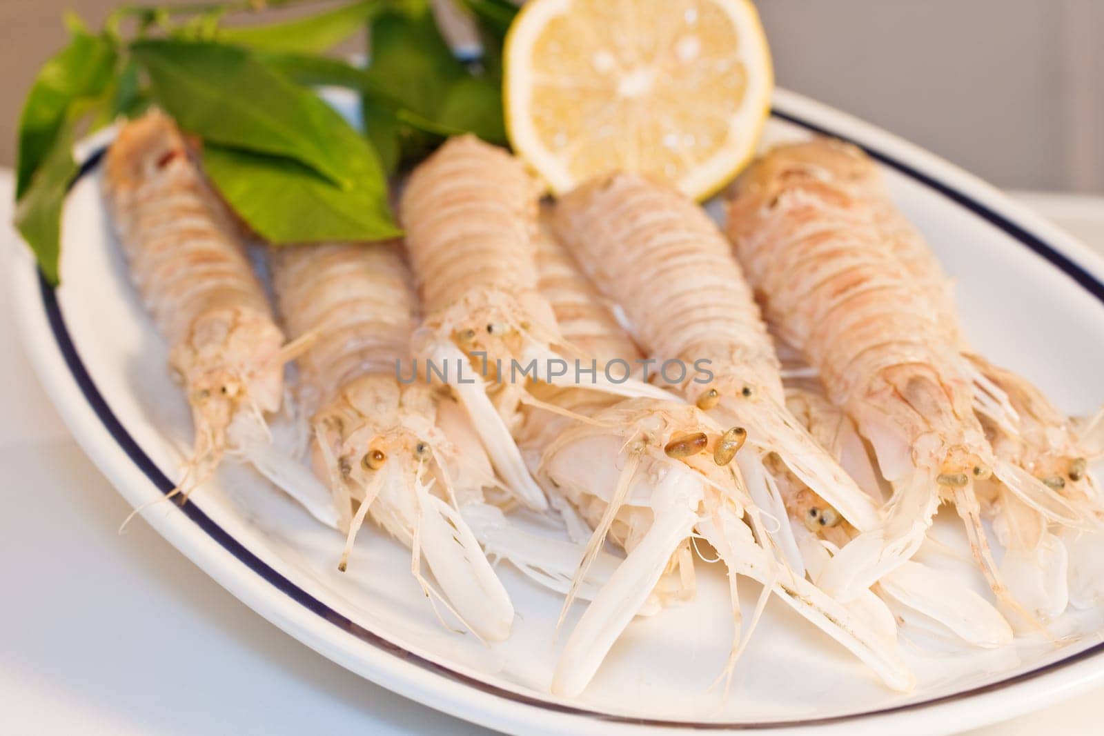 Squilla mantis, crustacean on a dish