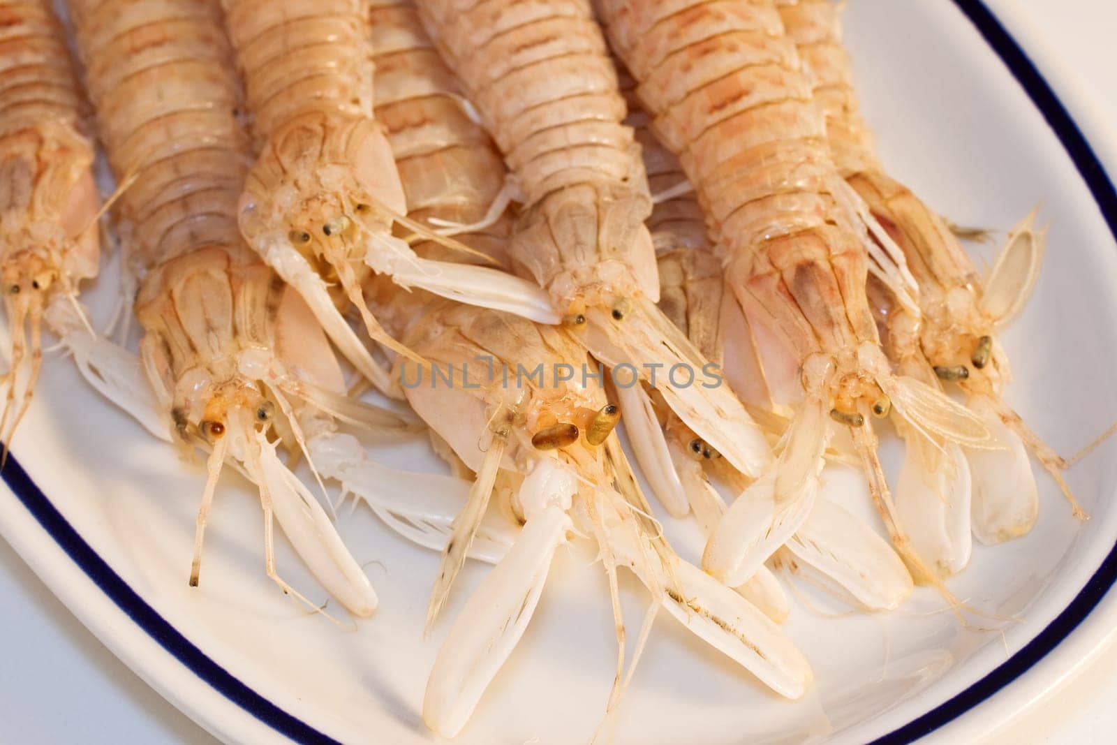 Squilla mantis, crustacean on a dish