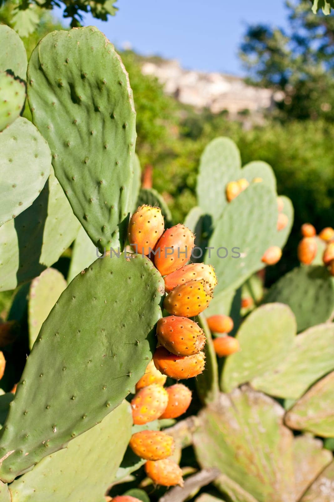 Sicilian Prickly pears on cactus