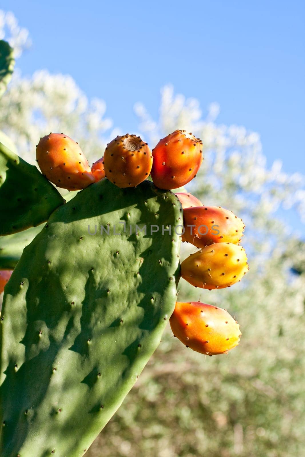 Sicilian Prickly pears on cactus