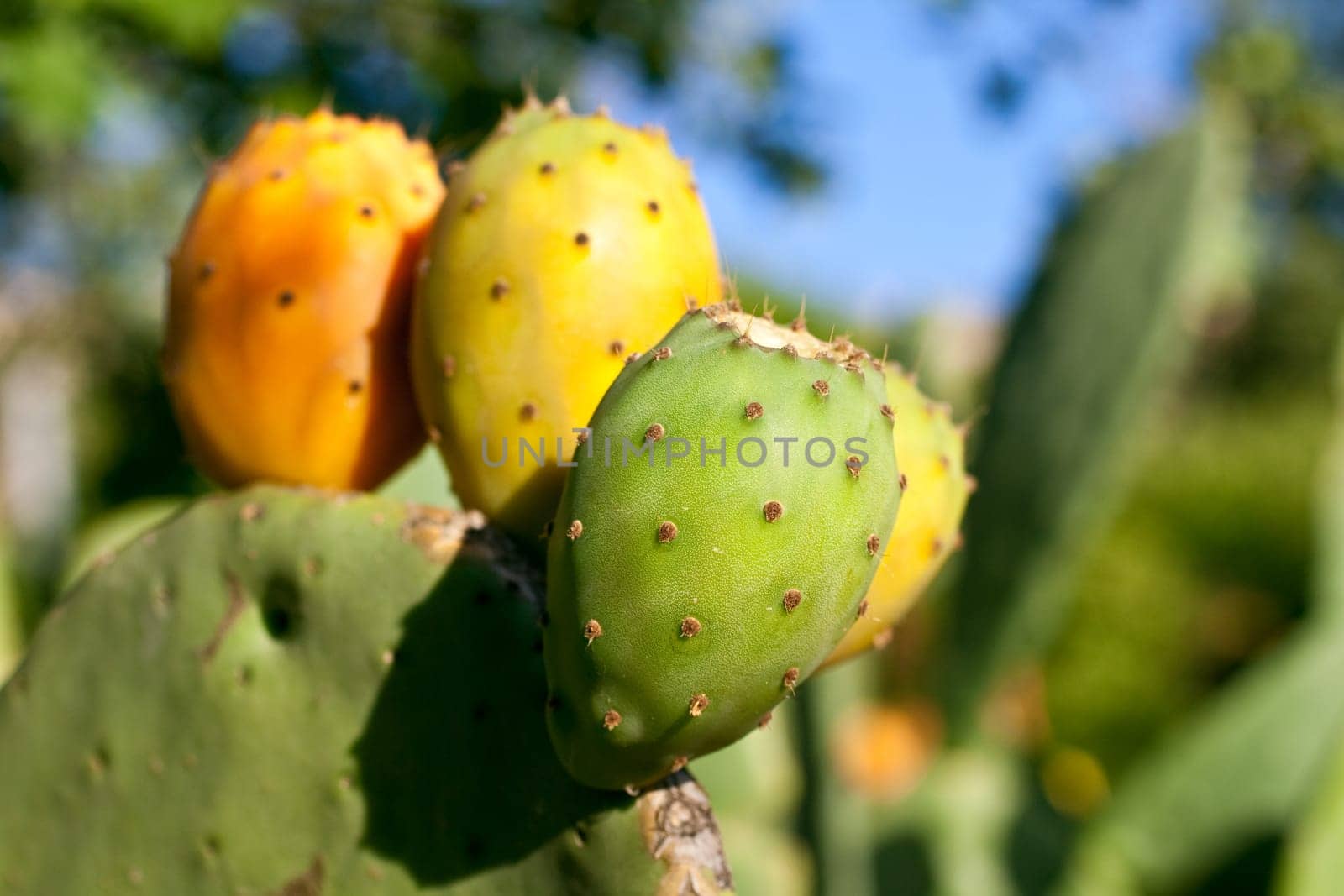 Sicilian Prickly pears on cactus