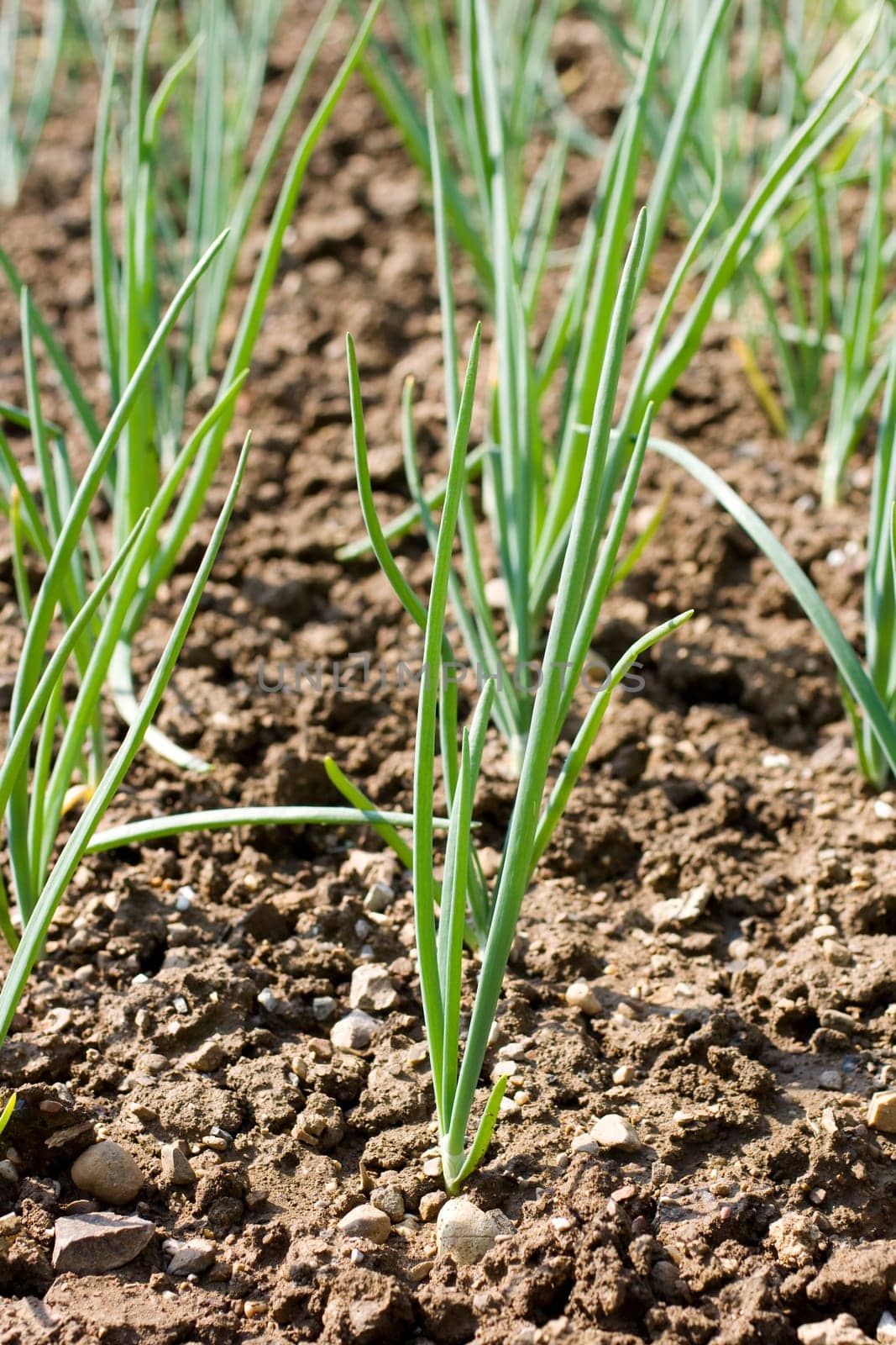 Photo of Onion plants in the ground