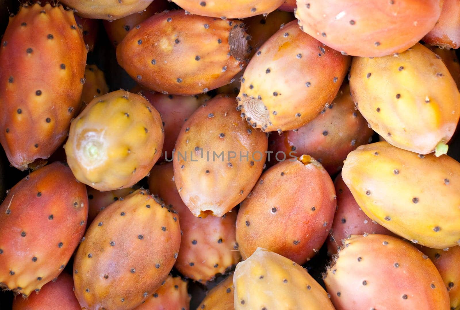 Fresh sicilian Ripe prickly pear