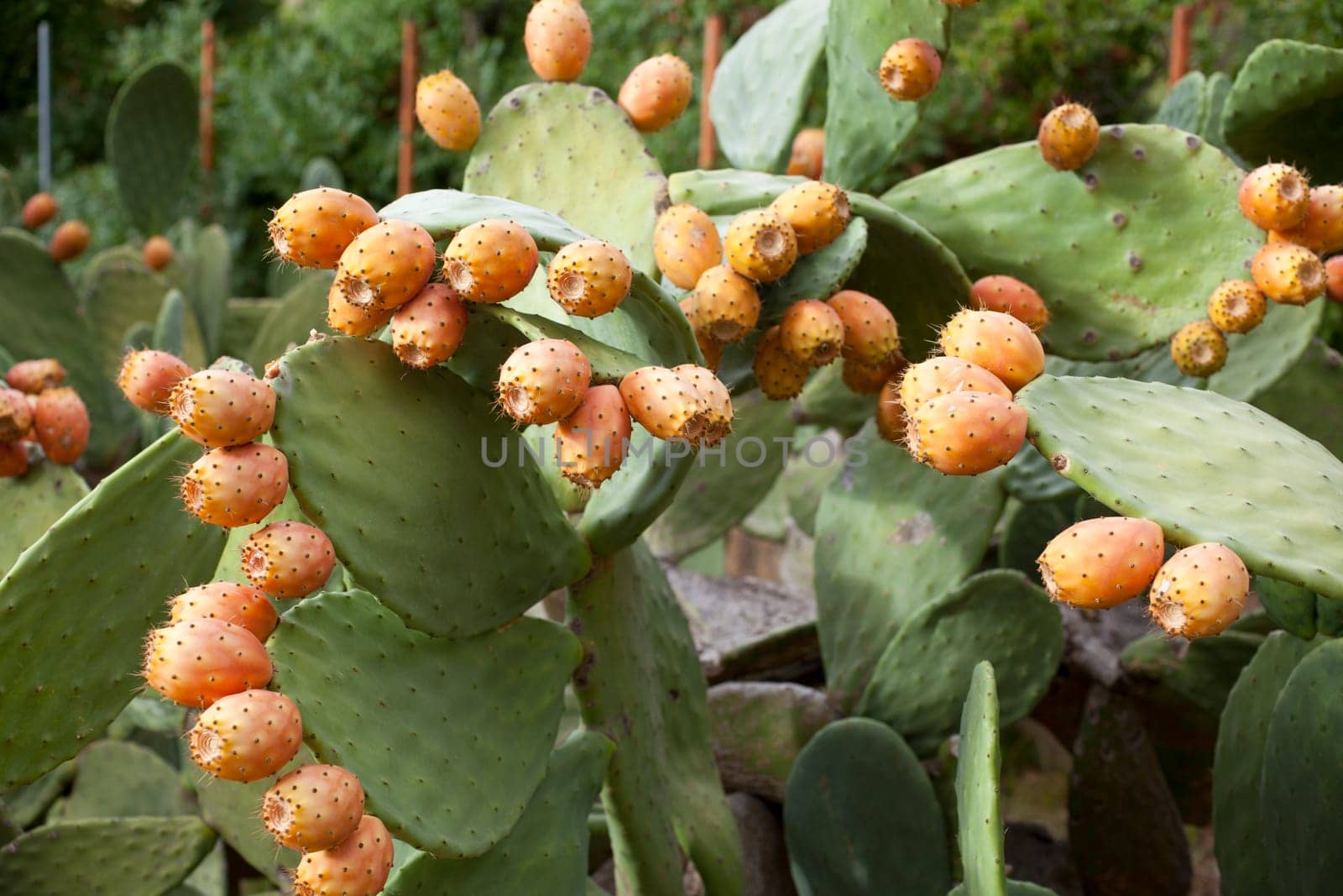 Sicilian Prickly pears on cactus