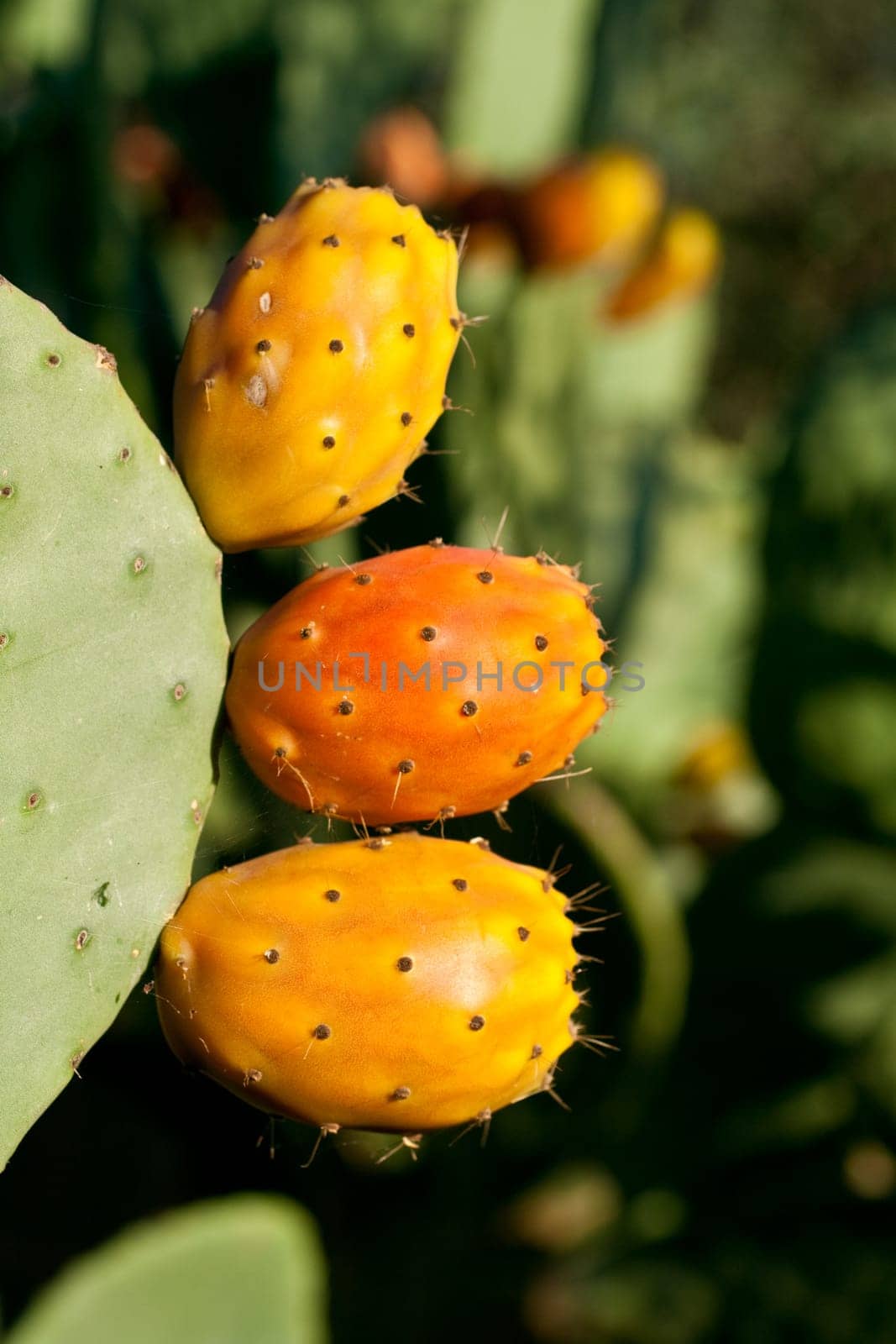 Sicilian Prickly pears on cactus