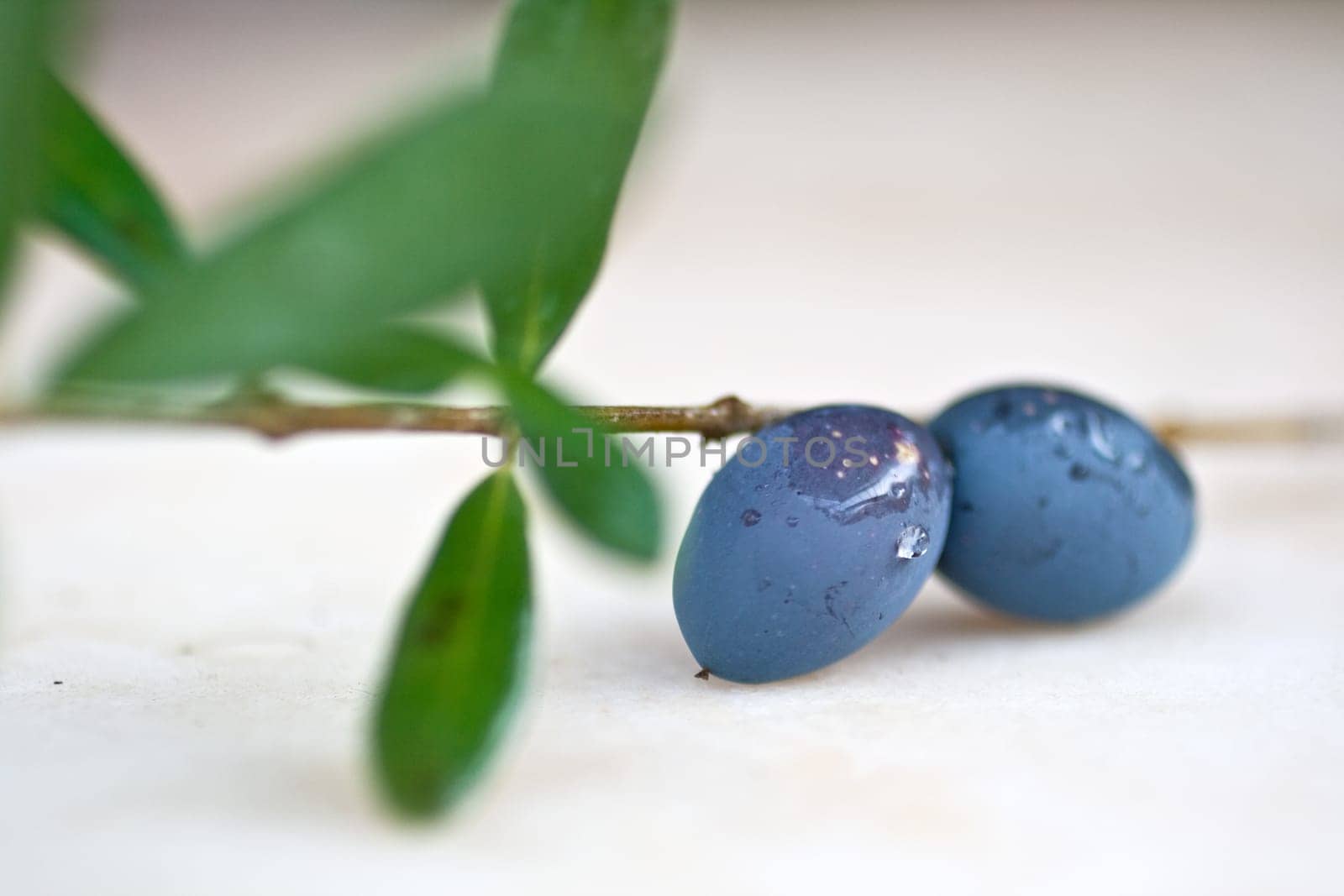 Nice Black olives on branch