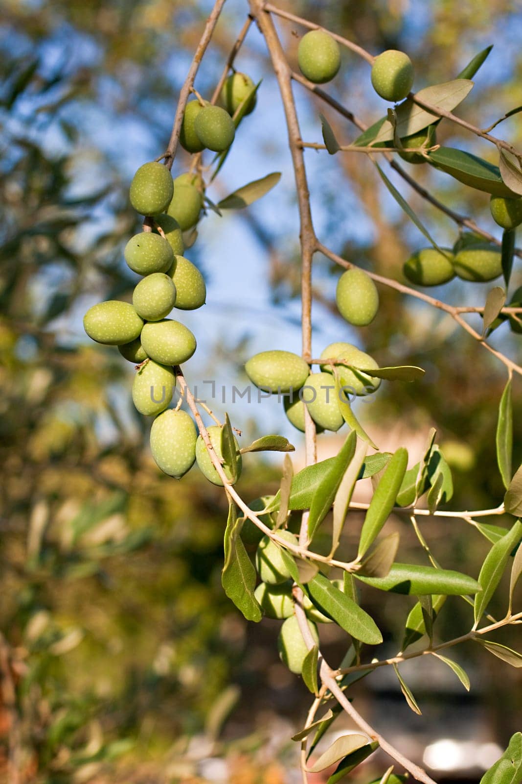 Green olives on a tree branch