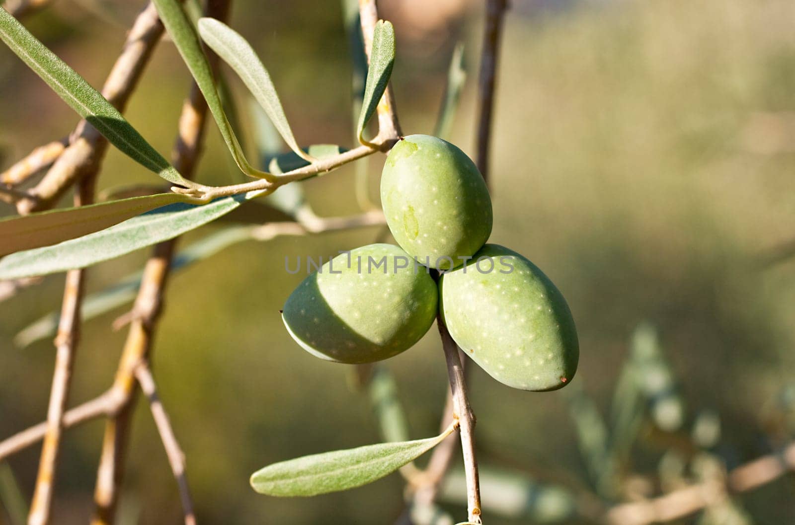 Green olives on a tree branch